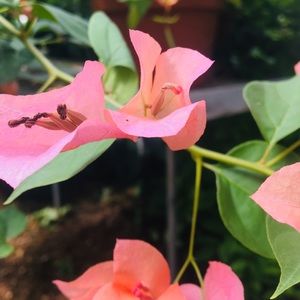 Meet your Posher, Abigail